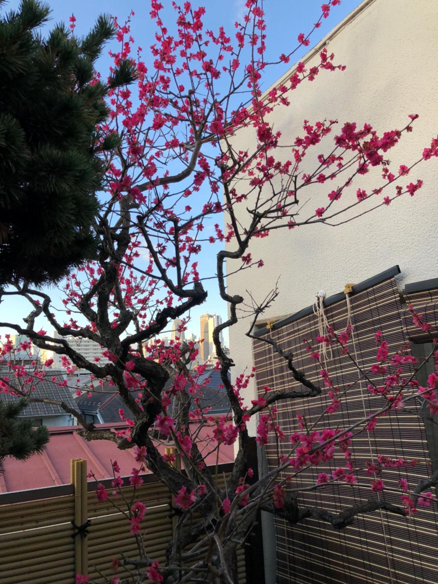Shinjuku Shin-Okubo Japanese Style Inn Tokyo Dış mekan fotoğraf